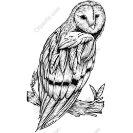 Elegant Owl