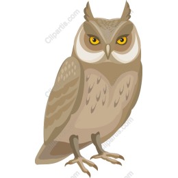 Wise Owl