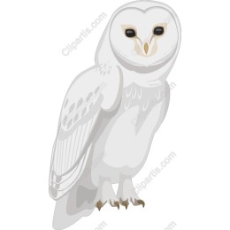 Majestic White Owl