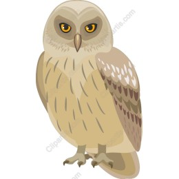 Owl - Nocturnal Wisdom