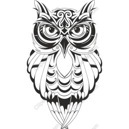 Elegant Owl