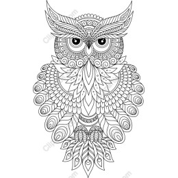 Intricately ed Owl