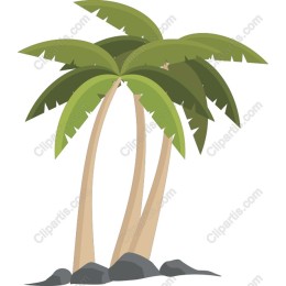 Tropical Palm Tree
