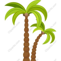 Tropical Palm Trees