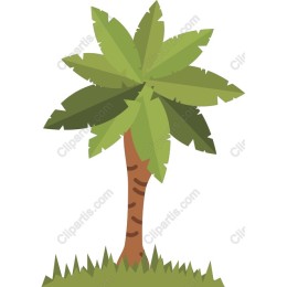Tropical Palm Tree