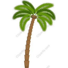 Tropical Palm Tree
