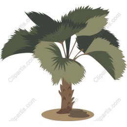 Tropical Palm Tree