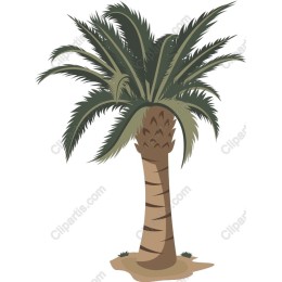 Tropical Palm Tree