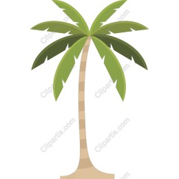 Tropical Palm Tree