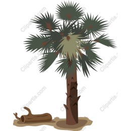 Tropical Palm Tree