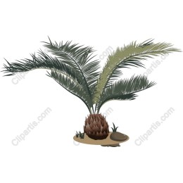 Tropical Palm Plant