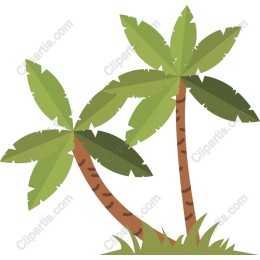 Tropical Palm Trees