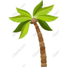 Tropical Palm Tree