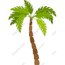 Tropical Palm Tree