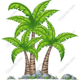 Tropical Palm Trees