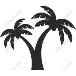 Premium Palm Tree