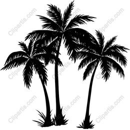 Tropical Palm Trees