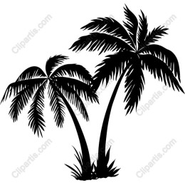 Elegant Tropical Palm Tree