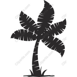 Tropical Palm Tree