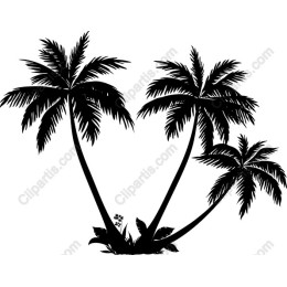 Tropical Palm