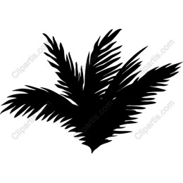 Black Palm Leaf
