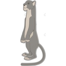 Standing Gray Cat