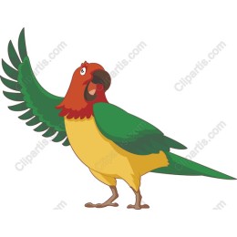 Colorful Parrot