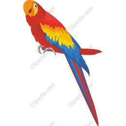 Scarlet Macaw
