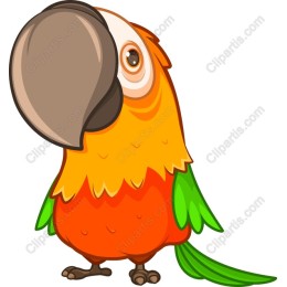 Colorful Parrot