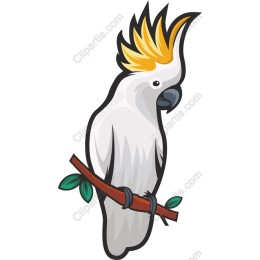 Vibrant Cockatoo