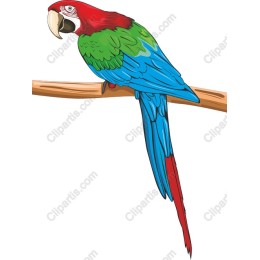 Vibrant Parrot