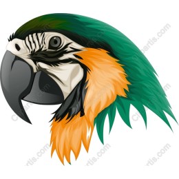 Vibrant Parrot Head