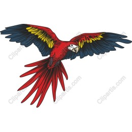 Majestic Red Parrot