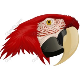Red Macaw