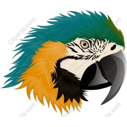 Vibrant Macaw Head