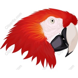 Vibrant Parrot Head