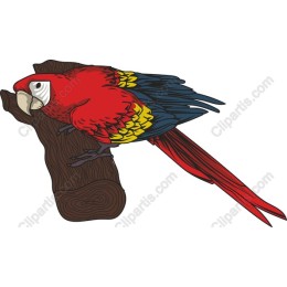 Scarlet Macaw