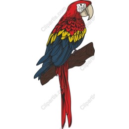 Vibrant Macaw