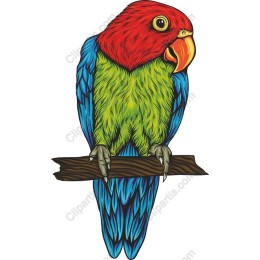 Vibrant Parrot