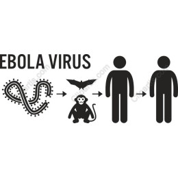 Ebola Virus Transmission