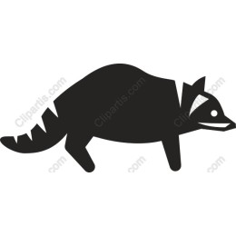 Charming Raccoon
