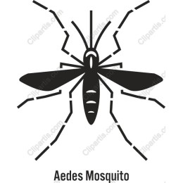 Aedes Mosquito