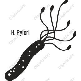 H. Pylori