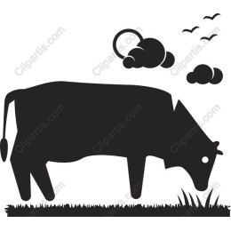 Grazing Cow