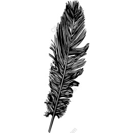 Elegant Feather Clipart