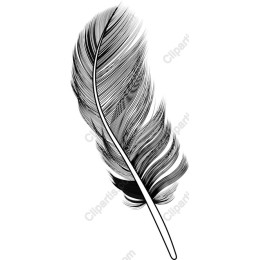 Elegant Black and White Feather