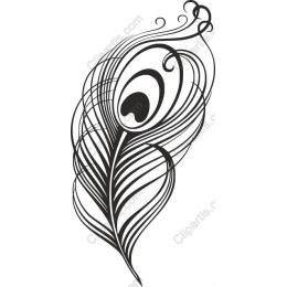 Elegant Peacock Feather