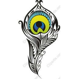 Elegant Peacock Feather