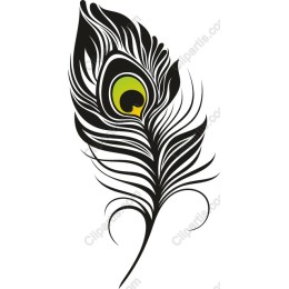 Elegant Peacock Feather