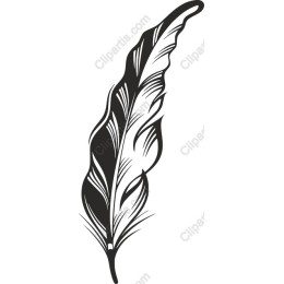 Elegant Black Feather